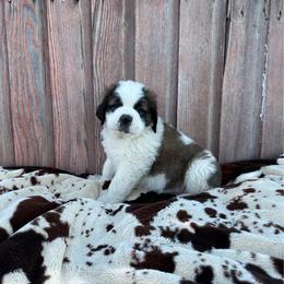 Red female - Brown and white female Saint Bernard puppy in Milroy, Minnesota from Shoen Saint Bernards
