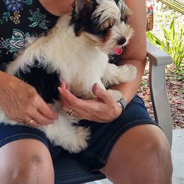 Biewer Terrier Puppies from Bibeau's Biewer Terriers