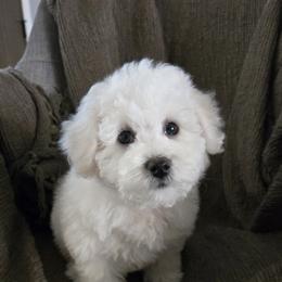 Bichon Frise Puppies from Beloved Bichon