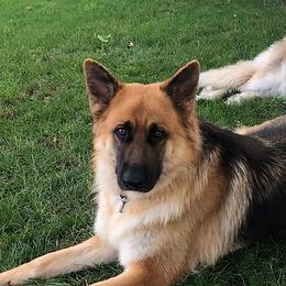 German Shepherds from Cascade King Shepherds