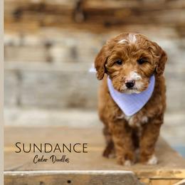 Goldendoodle Puppies from Cedar Doodles