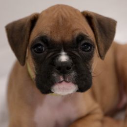 Yellow Girl - Fawn Boxer puppy in Eagles Mere, Pennsylvania from JaDor Boxers