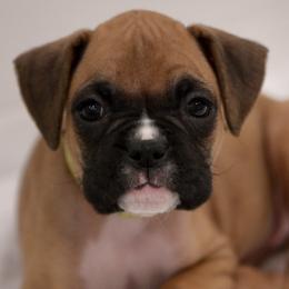 Yellow Girl - Fawn Boxer puppy in Eagles Mere, Pennsylvania from JaDor Boxers