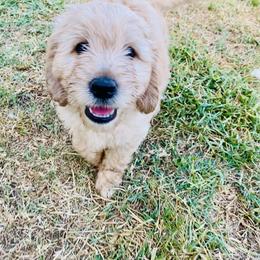 Australian Mountain Doodle, Bernedoodle, and Goldendoodle Puppies from Wynterwood Doodles