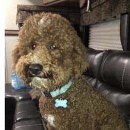Asher - Goldendoodle