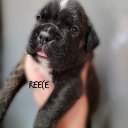 Reece - Brindle female Boxer puppy in Spring Hill, Florida from Hart's Grand Boxers