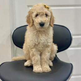 Sugar - Cream female Goldendoodle puppy in Miami, Florida from Jade’s Paws & Co. Of Miami LLC