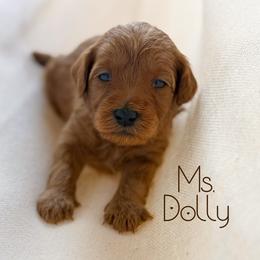Ms. Dolly - Red  female Goldendoodle puppy in Sacramento, California from Dandy Doodles Goldendoodles