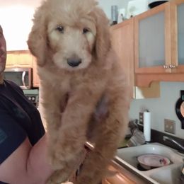 Goldendoodle Puppies from Kzoo Goldendoodles