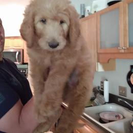Goldendoodle Puppies from Kzoo Goldendoodles