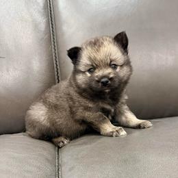 Fluffy - Wolf sable male Pomsky puppy in Doon, Iowa from Luxury Pomsky