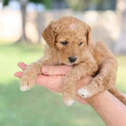 Goldendoodle Puppies from Dolly Doodle’s Doodles