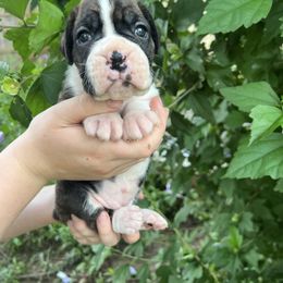 Flashy brindle female - Brindle female Boxer puppy in Enon, Ohio from Diamond Lane Boxers