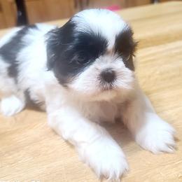 Boy 3 - Black and white male Shih Tzu puppy in Belleville, Michigan from Patricia's Heavenly Earth Angels