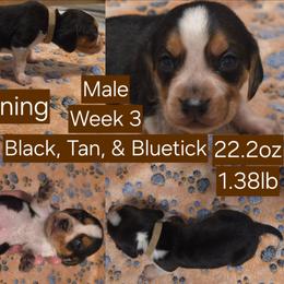 Browning Brown Male - Black tan and bluetick male Beagle puppy in Bemidji, Minnesota from Nse Farms Beagles