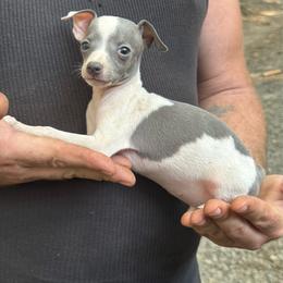 Gizmo - White and blue male Italian Greyhound puppy in Wilkes Barre, Pennsylvania from Laraz Pupz