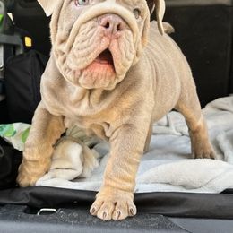 Bulldog Puppies from Pikabullz