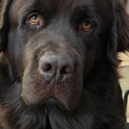 Birdie Lu - Newfoundland