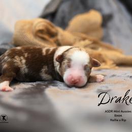 Drake - RMM - Red merle male Miniature Australian Shepherd puppy in Nacogdoches, Texas from TK Standard, Mini, & Toy Aussies