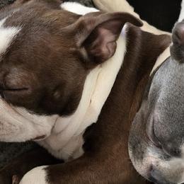 Boston Terriers from D&L Kennels