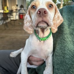 Dark Green Girl - Lemon and white female Pointer puppy in Youngsville, North Carolina from Dogma Pointers & Bulldogs