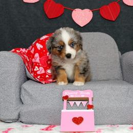 Rigel - Blue merle male Miniature American Shepherd puppy in Kalama, Washington from Lone Pine Miniature American Shepherds