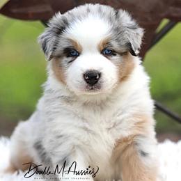 Haze - Blue merle male Australian Shepherd puppy in Olivehurst, California from Double M Aussies