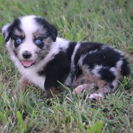 Cobalt - Blue Merle Male - Blue merle male Miniature Australian Shepherd puppy in Gravette, Arkansas from DiamondR Mini Aussies @ DiamondR Farm & Kennel