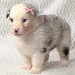Sydney - Blue merle female Australian Shepherd puppy in Falcon, Missouri from Edge Farm LLC