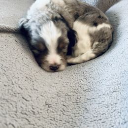 Bernedoodle Puppies from Salty Point Doodles