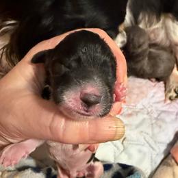 Mini Cakes - Piebald female Dachshund puppy in Irving, Texas from DFW Dachshunds by G & S