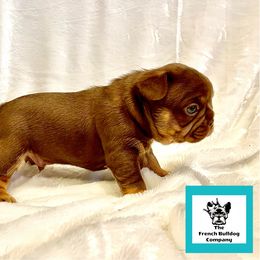 French Bulldog Puppies from The French Bulldog Company LLC