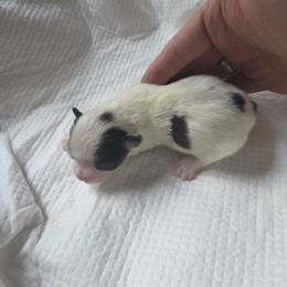 Japanese Chin Puppies from Chincredible Puppies