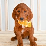 Aussiedoodle, Bernedoodle, Goldendoodle, and Irish Doodle Puppies from Sun Valley Goldendoodles