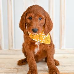 Aussiedoodle, Bernedoodle, Goldendoodle, and Irish Doodle Puppies from Sun Valley Goldendoodles