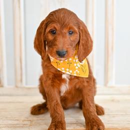 Aussiedoodle, Bernedoodle, Goldendoodle, and Irish Doodle Puppies from Sun Valley Goldendoodles