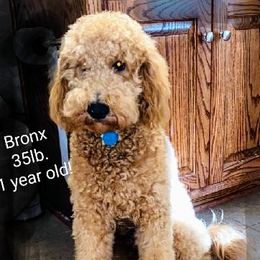 Goldendoodle Puppies from Ninnie's Doodles