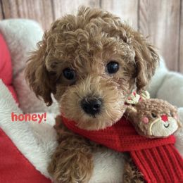 Honey - Red  female Poodle puppy in Orlando, Florida, Florida from Denise’s Puppies