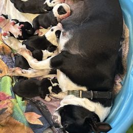 Boy 2 - Black and white male Boston Terrier puppy in Mc Donough, Georgia from Ballard Boston Terriers