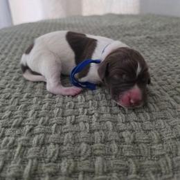 Blue Boy - Liver and white male German Shorthaired Pointer puppy in Nampa, Idaho from Heart Mountain Cavaliers & Floating Feathers Kennel