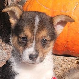 Redbone Bandana boy - Black and tan male Pembroke Welsh Corgi puppy in Cherokee, Oklahoma from MCS Farms-OK