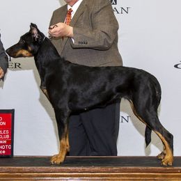 Beaucerons from Beaucerons of Tempete De Hope
