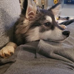 Pomskies from Hampton Shores Pomsky