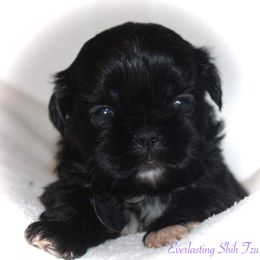 Girl 3 (Delilah) - Black Shih Tzu puppy in Ft Mc Coy, Florida from Everlasting Shih Tzu