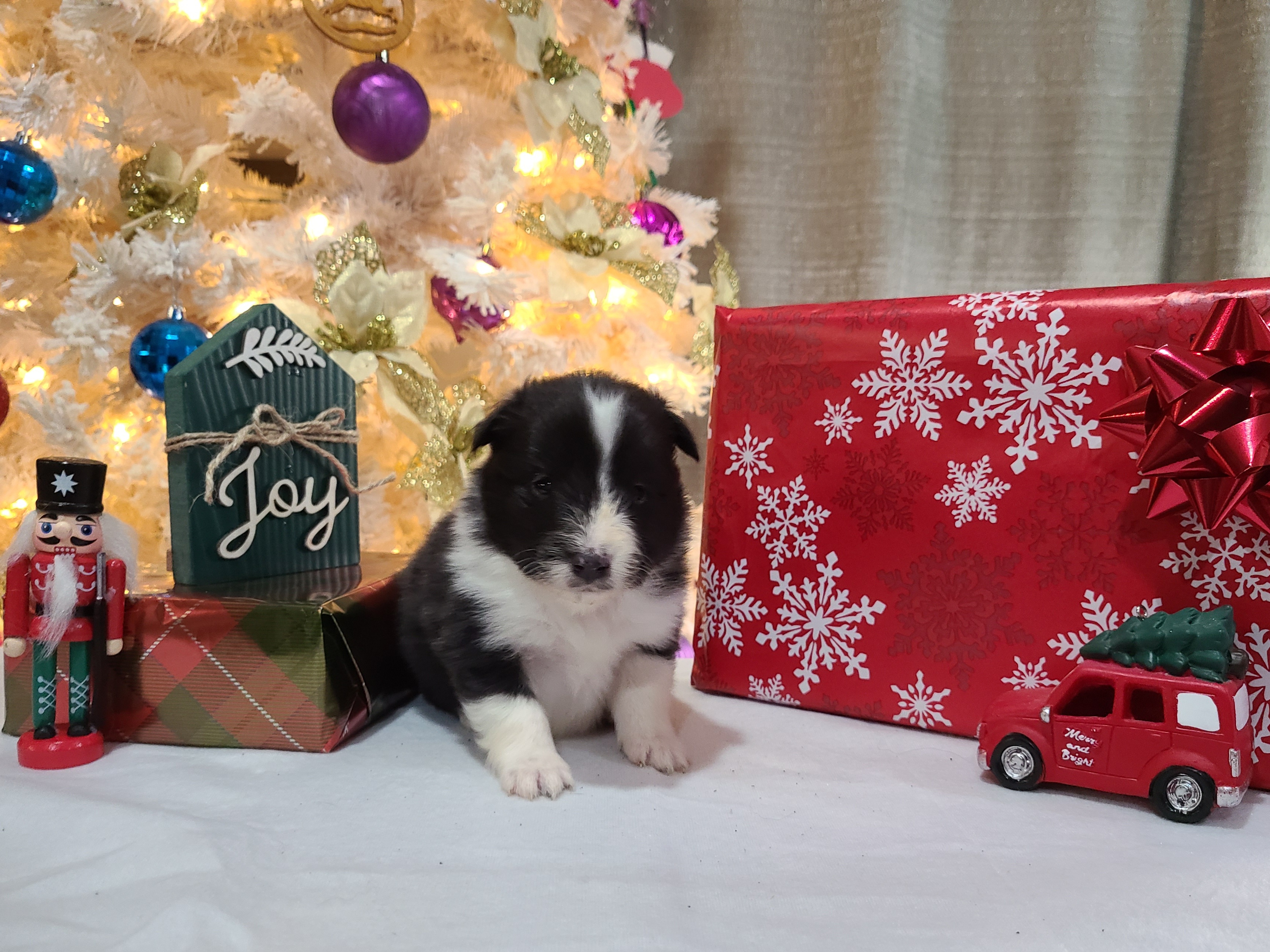 Shetland Sheepdog Puppies from Henotic Homestead's Shetland Sheepdogs