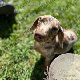 Dachshund Puppies from CSW Dachshunds