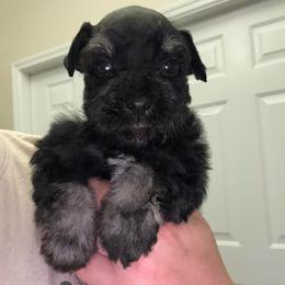 Black - Black and silver male Miniature Schnauzer puppy in Lehigh Acres, Florida from Regency Schnauzer