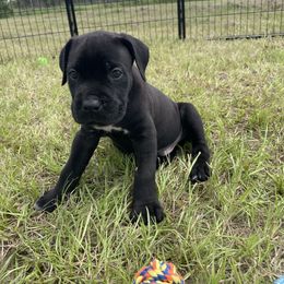 Cane Corso Puppies from Gladiator Acres