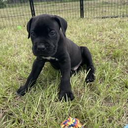 Cane Corso Puppies from Gladiator Acres
