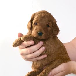 Goldendoodle Puppies from Indy Goldendoodles